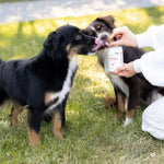 Buddy Care Probiotic Koerale seedimise ja immuunsüsteemi toetamiseks 150g – pilt 2