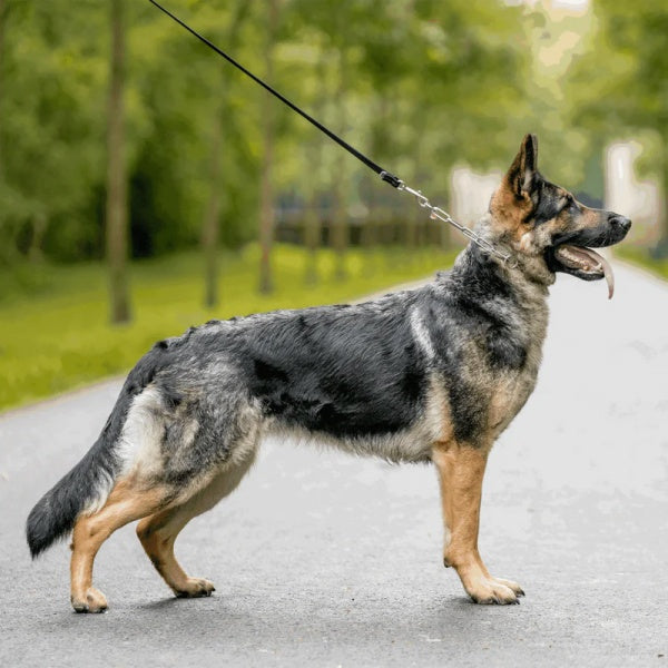 HS Sprenger Näitusekett Saksa Lambakoerale, Roostevaba Teras 56cm – pilt 2