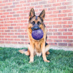 KONG Mänguasi Koerale Flexball M/L – pilt 2