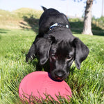 Kong Mänguasi Kutsikale, Puppy Flyer ø17,7cm – pilt 3