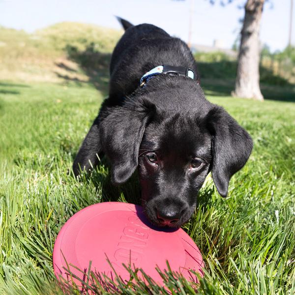 Kong Mänguasi Kutsikale, Puppy Flyer ø17,7cm – pilt 3