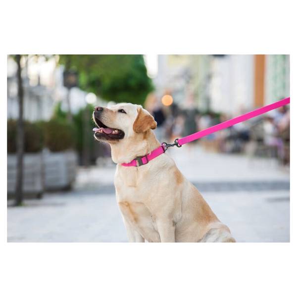 WAUDOG Veekindel Jalutusrihm Koerale, Roosa 25mm x 183cm – pilt 2