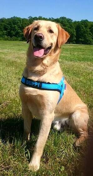 Zero DC Traksid Koerale (Flyball / Agility), Roosa XL – pilt 2