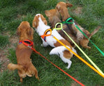 Zero DC Traksid Koerale (Flyball / Agility), Türkiis S – pilt 3