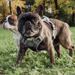ne&no® sangaga traksid koerale + tõmbeid pehmendav lisarihm | M (mops, prantsuse buldog, borderkolli) – pilt 3