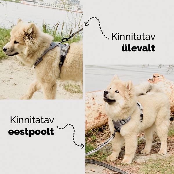 ne&no® sangaga traksid koerale + tõmbeid pehmendav lisarihm | S (chihuahua, kääbuspinšer, pomeranian) – pilt 3
