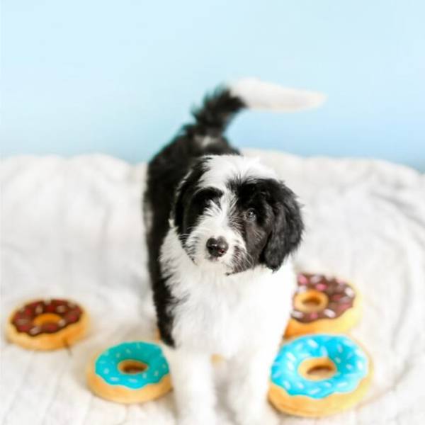 ZippyPaws Mänguasi Koerale - Mini Donutz, Šokolaad 13cm – pilt 2
