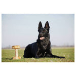 Dingo IGP Apport, Extra (vahetatava keskmikuga) 1kg – pilt 2