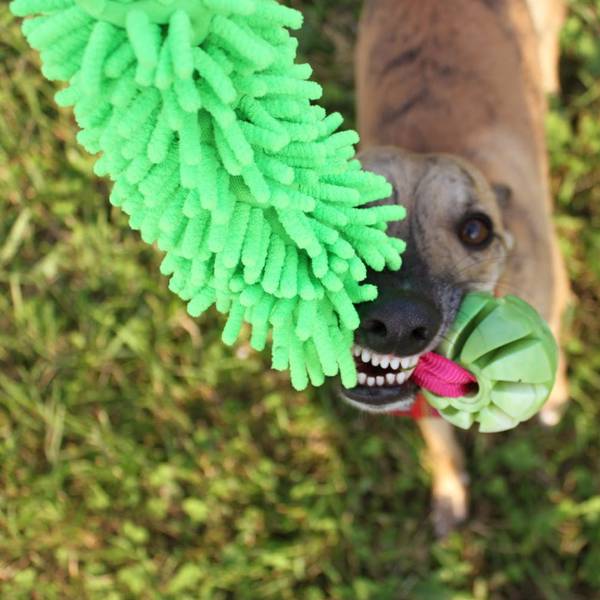 Dingo Mänguasi Koerale Mopp + Pall, veniva sangaga – pilt 2